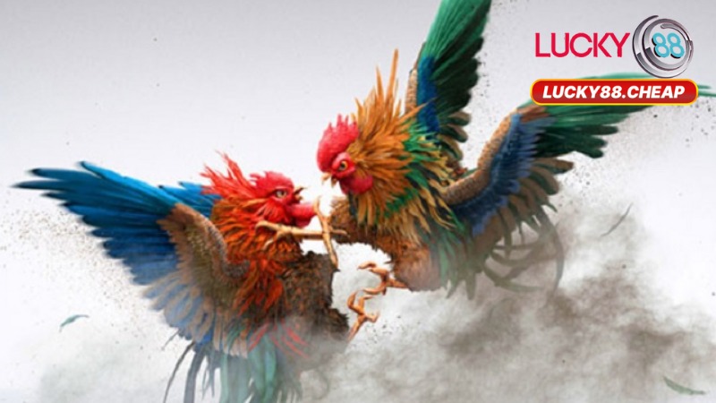 Đá Gà Lucky88 