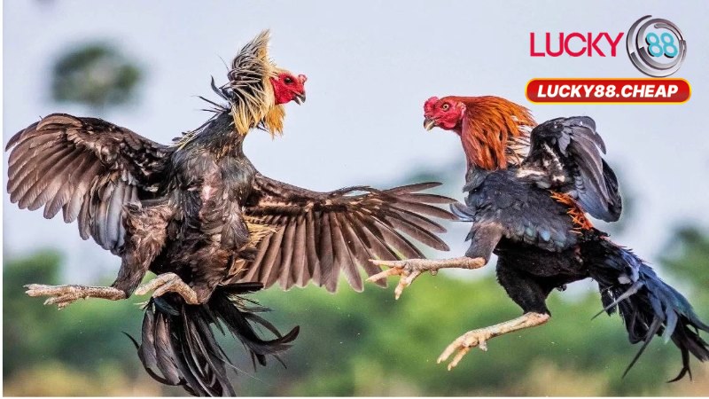 Đá Gà Lucky88